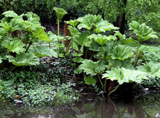 Photo of Giant Rhubarb