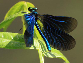 Photo of male damselfly