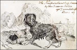 conwy_john_dawson_watson_dog_sketch