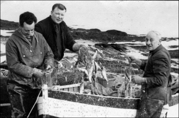 Photo of men picking herring from nets at Black Taf in the 1970s