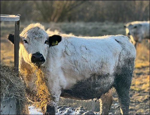 Photo of British white cattle at Sirhowy Hill Woodlands