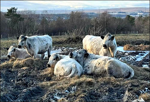 Photo of British white cattle at Sirhowy Hill Woodlands