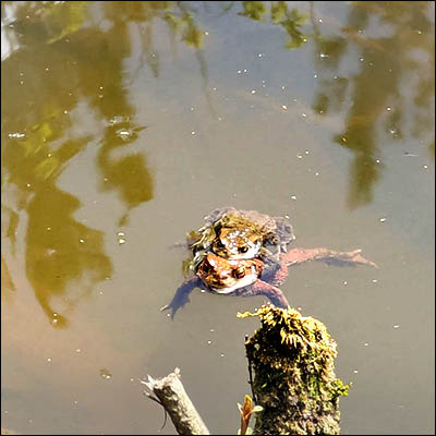 Photo of frogs mating at Goldie Pond