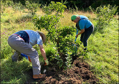 Photo of community orchard at Sirhowy Hill Woodlands