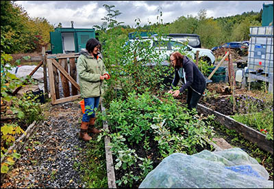 Photo of tree nursery at Sirhowy Hill Woodlands