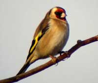 photo_of_goldfinch