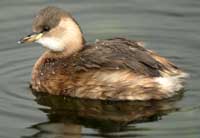 photo_of_little_grebe