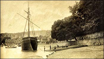 Photo of Holm oaks at Conwy 1898
