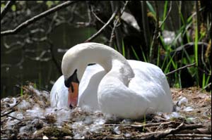 Photo of swan nesting at Llyn Tan-y-Pant