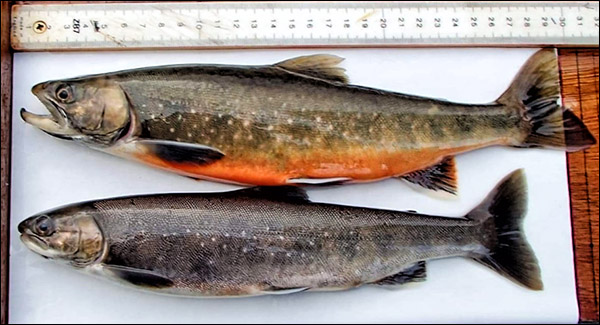 Photo of a pair of torgoch fish