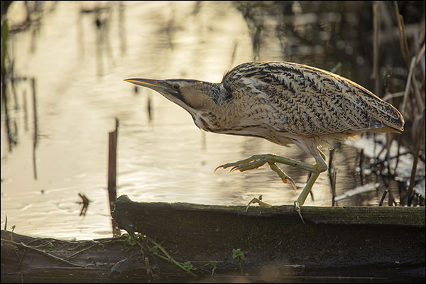 Photo of bittern by Ben Andrew RSPB images