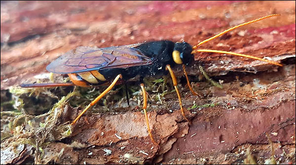 Photo of Giant Horntail