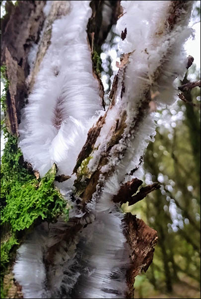 Photo of hair ice fungus