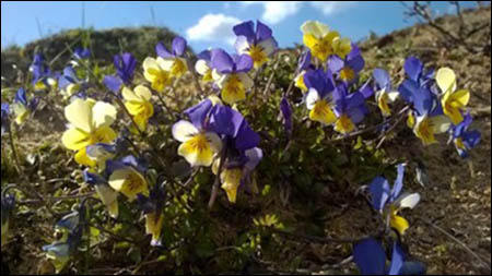Photo of dune violets by NRW