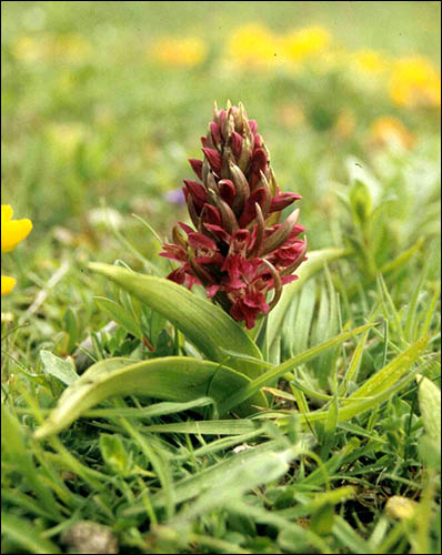 Photo of early marsh orchid by NRW