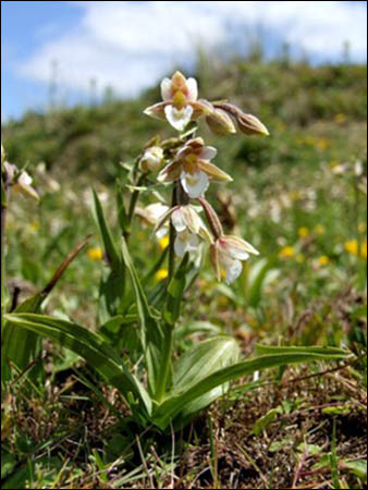 Photo of marsh helleborine by NRW